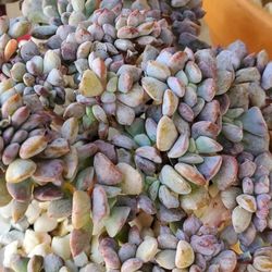 Succulent  Plants korean Imports dm me for Availability  and prices thank you
