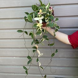 8” hoya queen tricolor high variegation