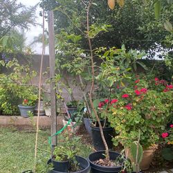 Yellow Guayaba Tree