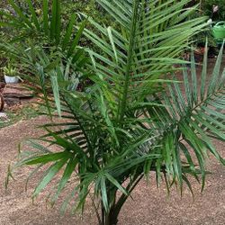 Majestic Palm 