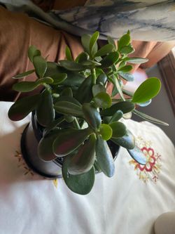 Beautiful Jade plant 🪴- firm price