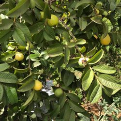 Guava Tree 
