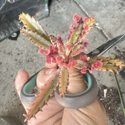 Pink Butterfly Kalanchoe
