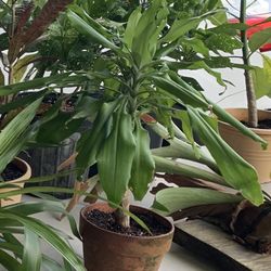 Plant in clay flower pot about two feet tall