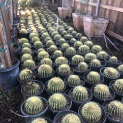 Golden Barrel Cactus (Biznagas)