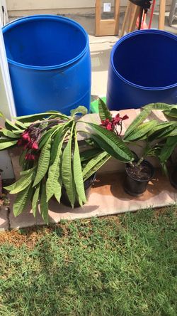 Potted dark red plumeria plants