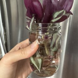 Purple Wandering Jew Cuttings