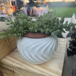 Cotyledon In a Ceramic Pot 