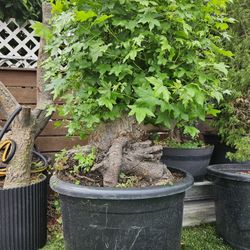 Old Sweetgum Bonsai Tree 