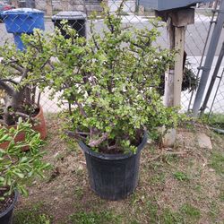 Elephant Bush Succulent Plant