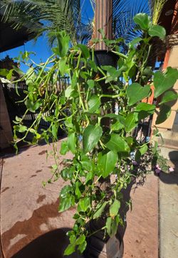 Hanging Suculent Plant