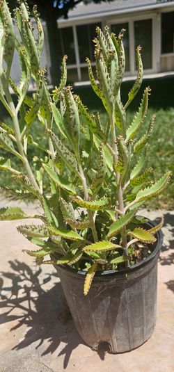 Planta de Kalanchoe