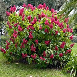 Brazilian Red Cloak Plants