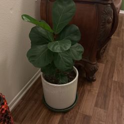 Fig Leaf Plant