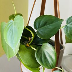 Green Philodendron Micans — No Bugs!