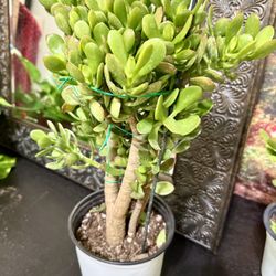 🪴Lucky Jade Or Gud Luck Plant🙏PLS READ DESCRIPTION 