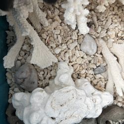 Aquarium Rocks