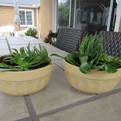 Pair Of Yellow Garden Pots With Succulents 