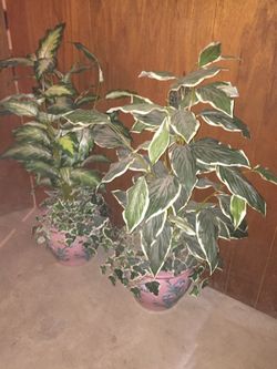 Set of plants