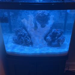 Aquarium  29 Gallon Bio cube 