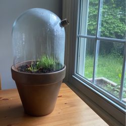 Massive Carnivorous Plant Terrarium 