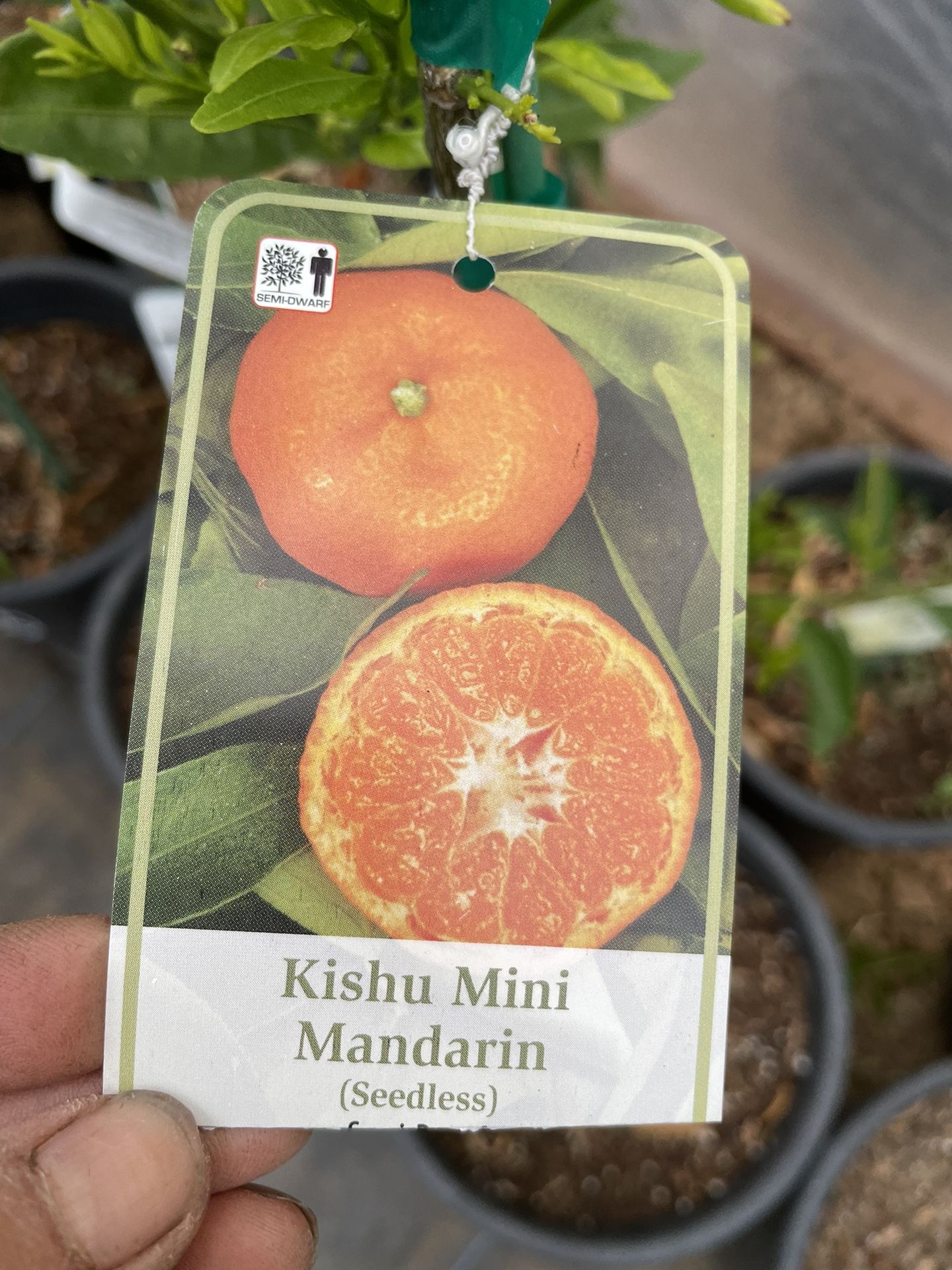 Kishu Mini Mandarin Trees