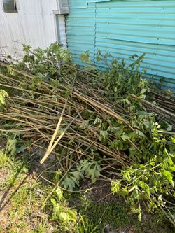 Lawn Care, Presure Washing House Walls And More.