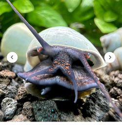 Mystery snails decorations