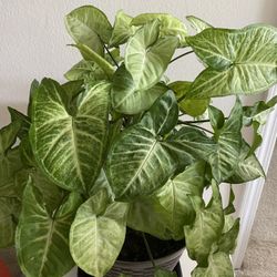 Arrowhead Plant 
