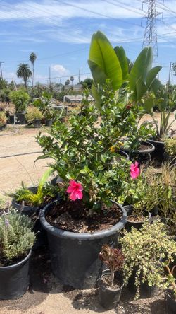 Pink hibiscus