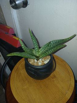 Sawtooth Aloe
