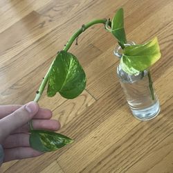 Golden Pothos Propigated