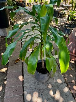 Dracaena Plant Corn Tree  4ft
