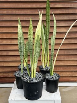 Snake Plants