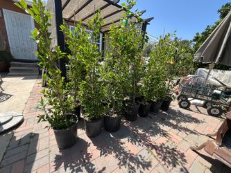4 Foot Tall Potted Ficus Plants