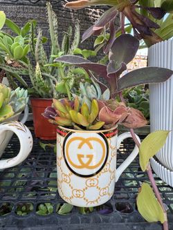 Cute plants in a small coffee cup