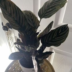 Plant For Room Firm $20
