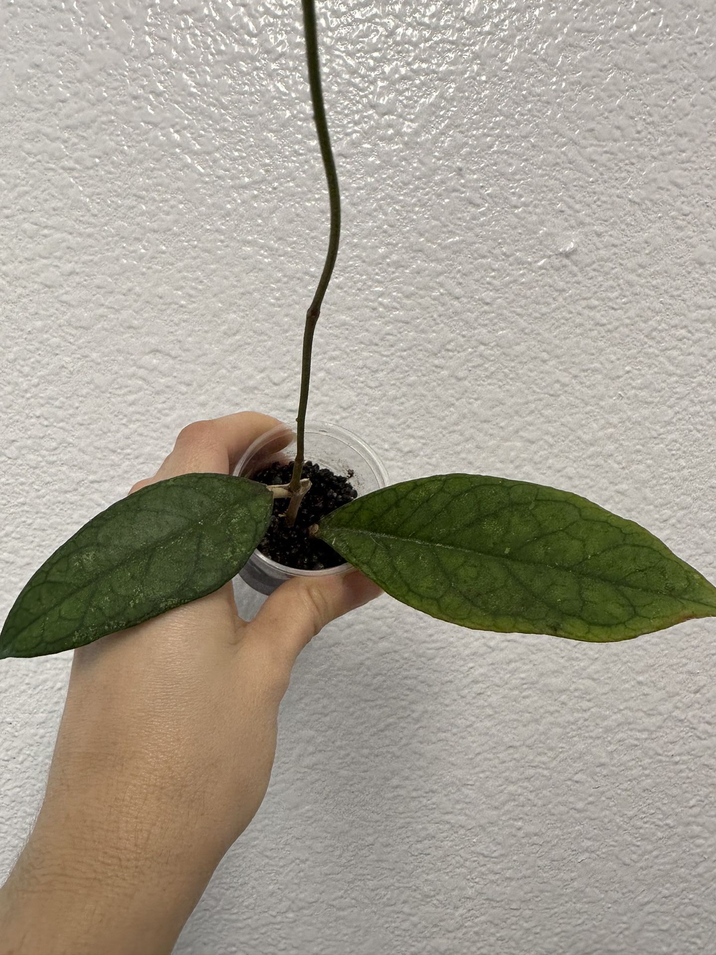 Hoya EPC-1002