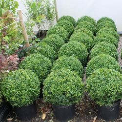 Topiary Ball