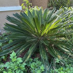 Sago Palm Tree