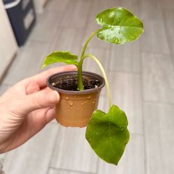 Elephant Ear plant (Alocasia) in 2" Pot - will grow big