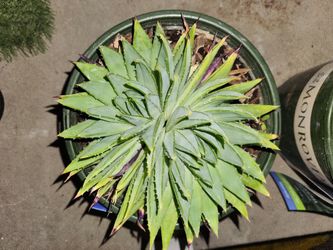 2 RARE MONROVIA SPIRAL ALOE 1.73 GAL for Sale in San Jose, CA - OfferUp