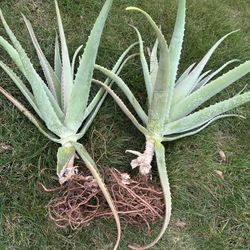 Free Healthy Aloe Plants 