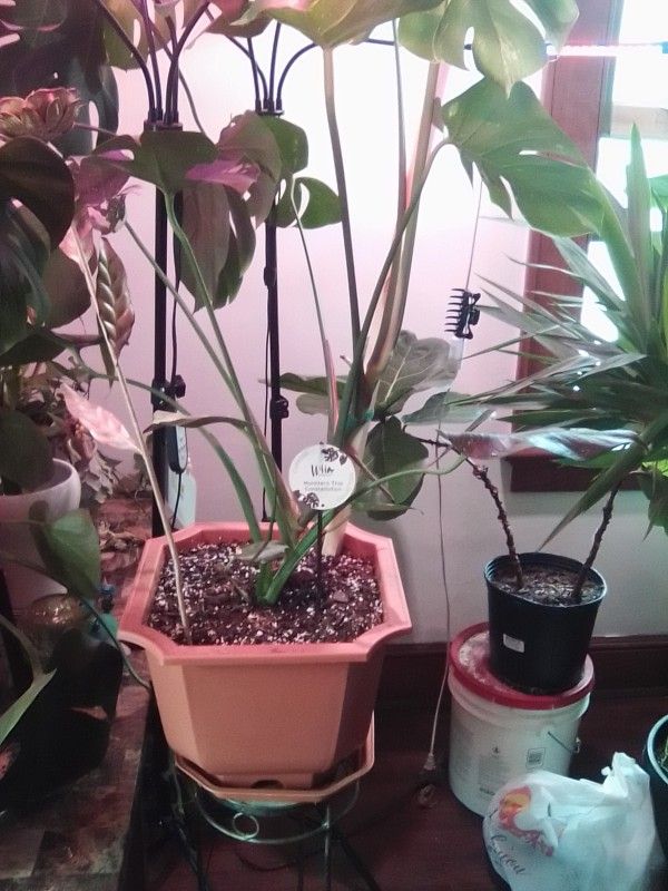 Monstera Thai Constellation