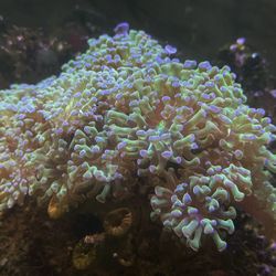 20 Head FROGSPAWN