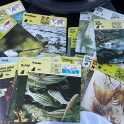 Vtg 1976 Lot of 150 Rencontre. Animals, Fish , Seabirds, Birds Sealife, etc. Great condition. Flash Cards