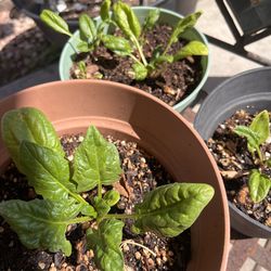 Spinach plant
