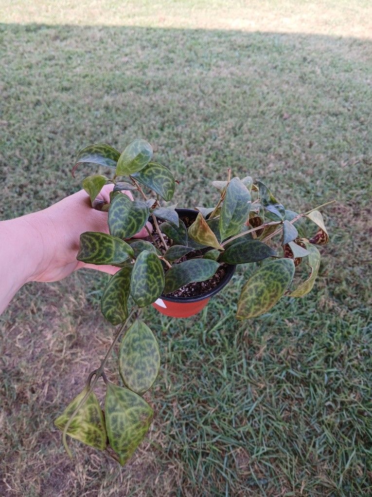 Black Pagoda / Lipstick Plant
