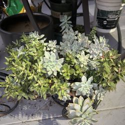 Una Planta Suculenta 