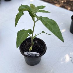 Yellow Brandywine Tomato plant